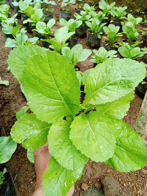 Mustasa plant with FREE fertilizer | Lazada PH