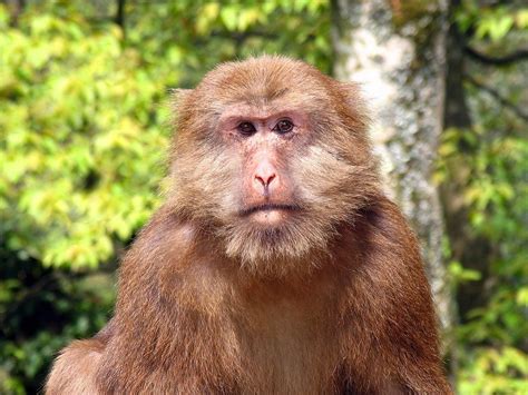 This is the Tibetan macaque! They are the largest of all macaque species. Females are smaller ...