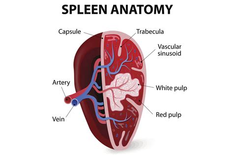 spleen anatomy  function