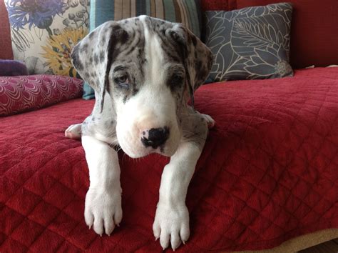 Aden|Great Dane | Great dane, Mantle great dane, Harlequin great danes
