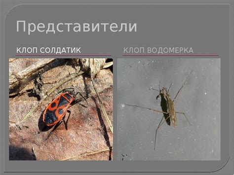 Полужесткокрылые
