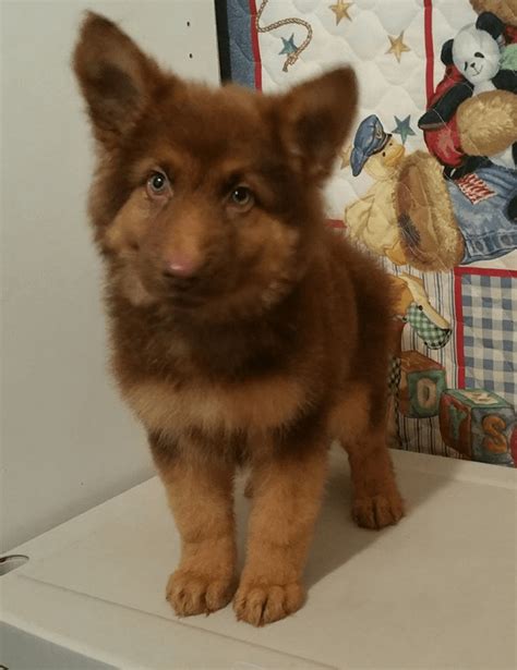 Red German Shepherd Puppies Texas - Black And Red German Shepherd For Sale Zauberberg : German ...