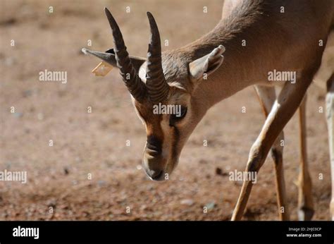 Adorable baby gazelle with curved horns roaming around outdoors Stock Photo - Alamy