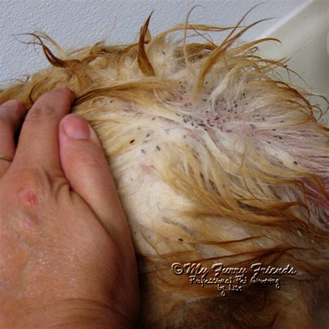 Pet Grooming: The Good, The Bad, & The Furry: This Dog Has FLEAS!!