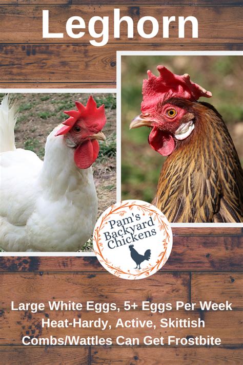 Pam's Backyard Chickens: The Leghorn Chicken - Breed Spotlight
