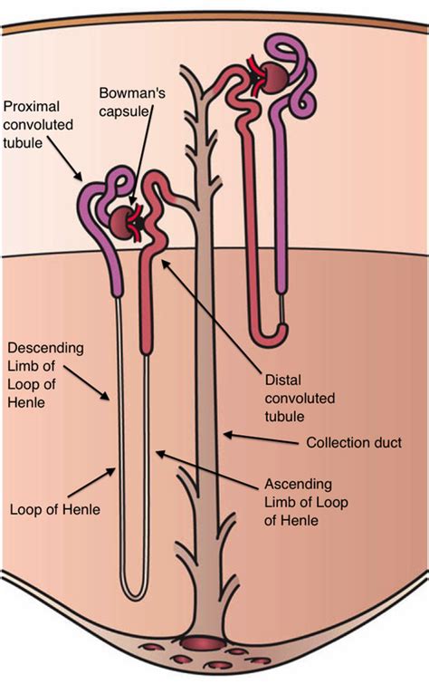 Mechanism of Action - Loop Diuretics