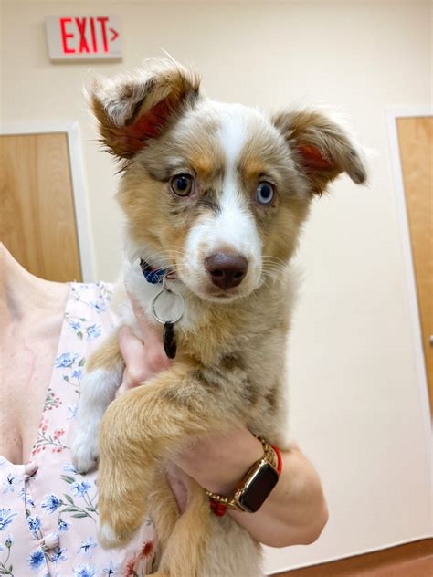 ridgecrest animal hospital 5