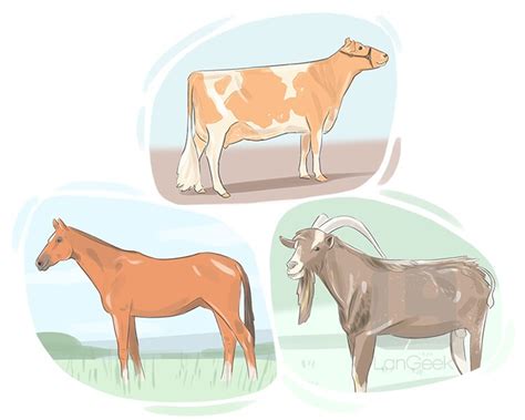 definition meaning  ruminant picture dictionary