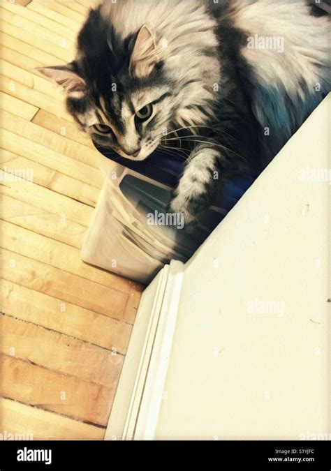 american coon cat stock photo alamy