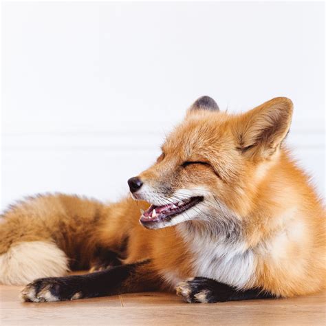 Red Foxes | Animal Conservation