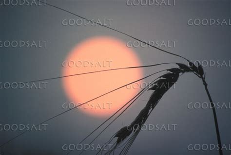 Wheat Silhouette - GoodSalt