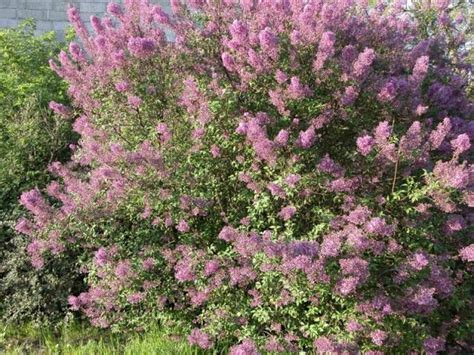 Syringa chinensis (x) 'Saugeana' - pepiniere-laurent.fr
