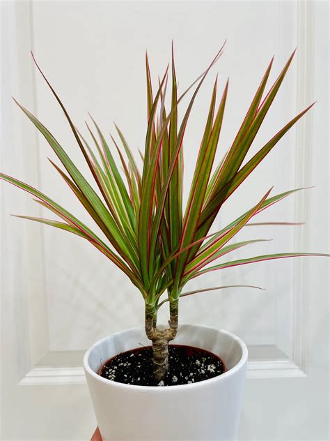 Red Edge Dracaena