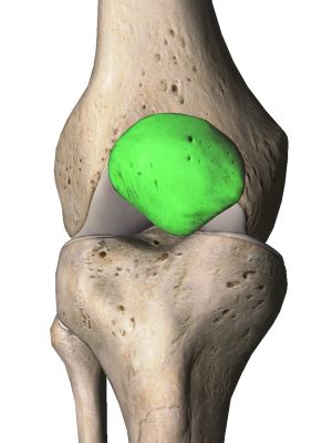 Patella Diagram | Quizlet