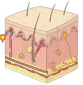 Дерма; собственно кожа - e-Anatomy - IMAIOS