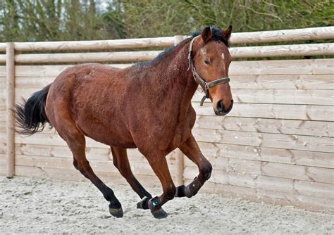 gambar gratis melompat olahraga binatang kuda kavaleri kuda