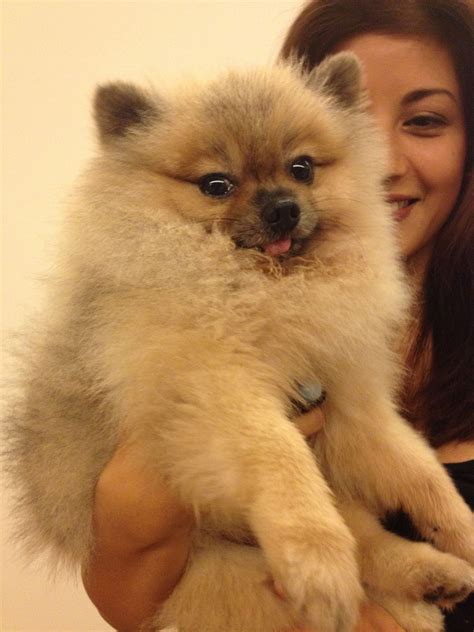 Adorable mini pom! I Love Dogs, Pom Pom, Mini, Animals, Animales ...