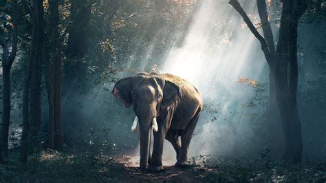 Elephant Laptop Wallpapers - Top Free Elephant Laptop Backgrounds ...