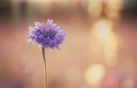 Cornflower Flower Blossom Field Free Stock Photo - Public Domain Pictures