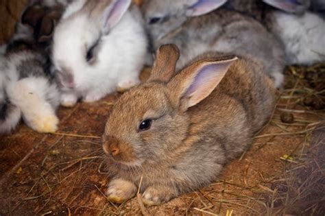 Premium Photo | Rabbits family