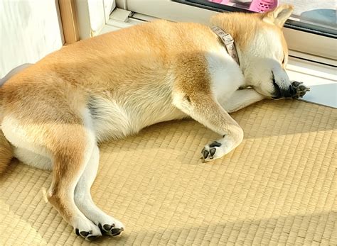 犬の寝る姿勢で気持ちや体調が分かるって本当？注意が必要な寝方と対処法 - グッドカミング