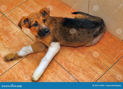 Meu Cachorro Quebrou A Pata Nao Tenho Dinheiro - Filhote De Cachorro Com Uma Pata Quebrada Imagem de Stock - Imagem de ...