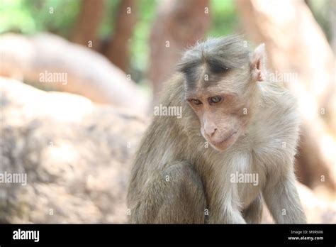 Bonnet Macaque, Monkey Stock Photo - Alamy