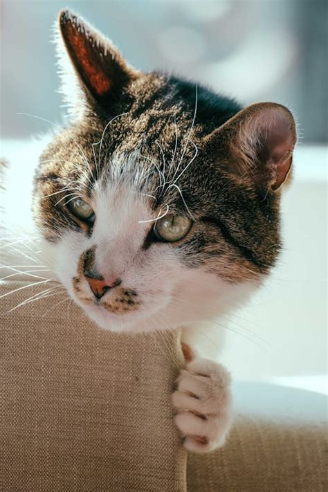 cat head      cat head stock  hd images