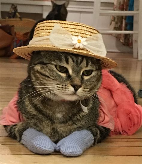 615 best Kitten Mittens images on Pholder | Kitten Mittens