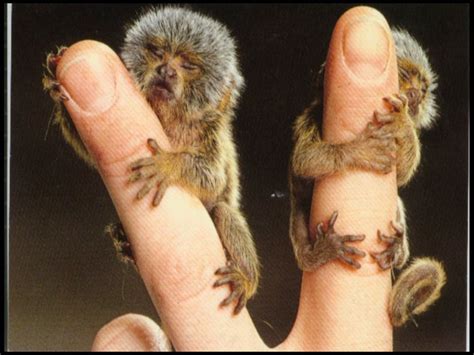 shukernature kicking   stink   ink monkey