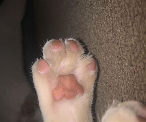 contortionist toe beans rtoebeans