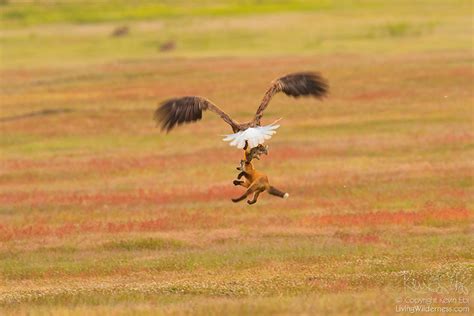 Photographer Captures Eagle and Fox Fighting Over Rabbit in Midair. Who ...