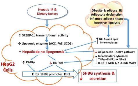 Sex Hormone-Binding Globulin (SHBG) as an Early Biomarker and