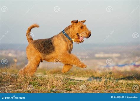 Are Airedale Terrier Hypoallergenic