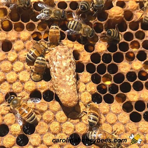 Queen bee life cycle what you need to know – Artofit