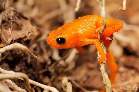 O Que Significa Anuro - A importância dos anuros como bioindicadores para a preservação da natureza