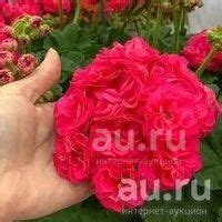 Зональная пеларгония"Survivor Idols Rosalinda " — купить в Красноярске ...