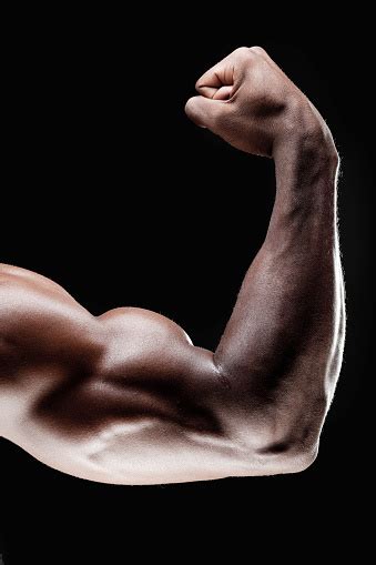 biceps stock      biceps images