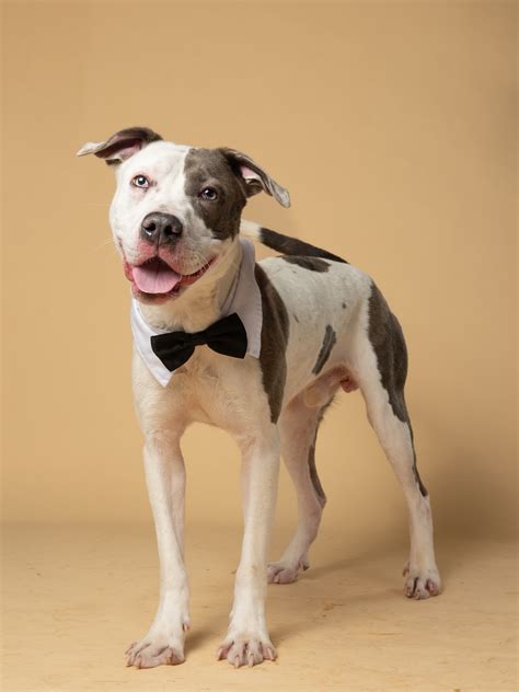 fulton county animal services adoption 6