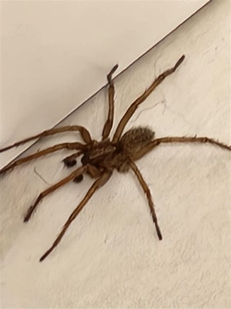 Is this a brown recluse or other dangerous spider? : r/arachnids