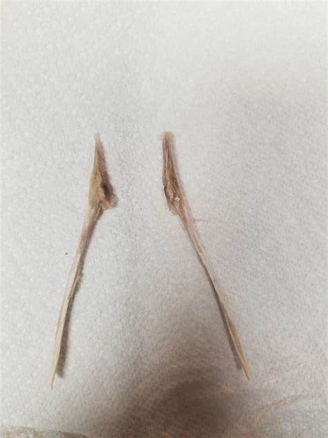 This is the turkey wishbone of good luck. - A.K.A FourFaces