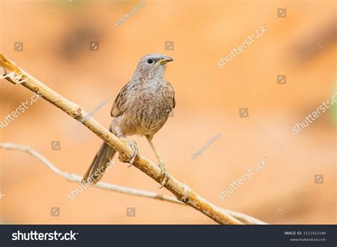 imagenes de squamiceps imagenes fotos  vectores de stock