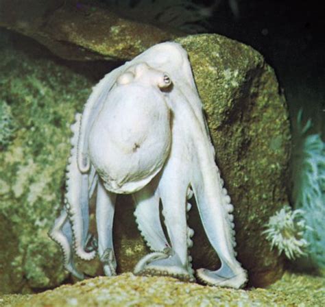 octopus definition biology facts britannica