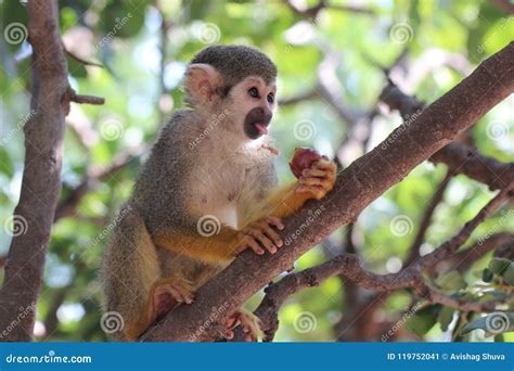 O Que Come O Macaco - Macaco Que Come O Fruto No Parque Do Macaco Imagem de Stock - Imagem de ...
