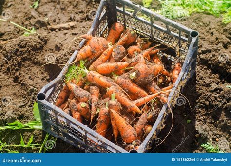 Harvesting Carrot on the Field. Growing Organic Vegetables. Freshly ...