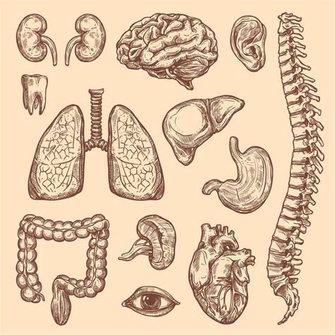 Biology Drawing, Science Drawing, Human Anatomy Drawing, Body Drawing ...