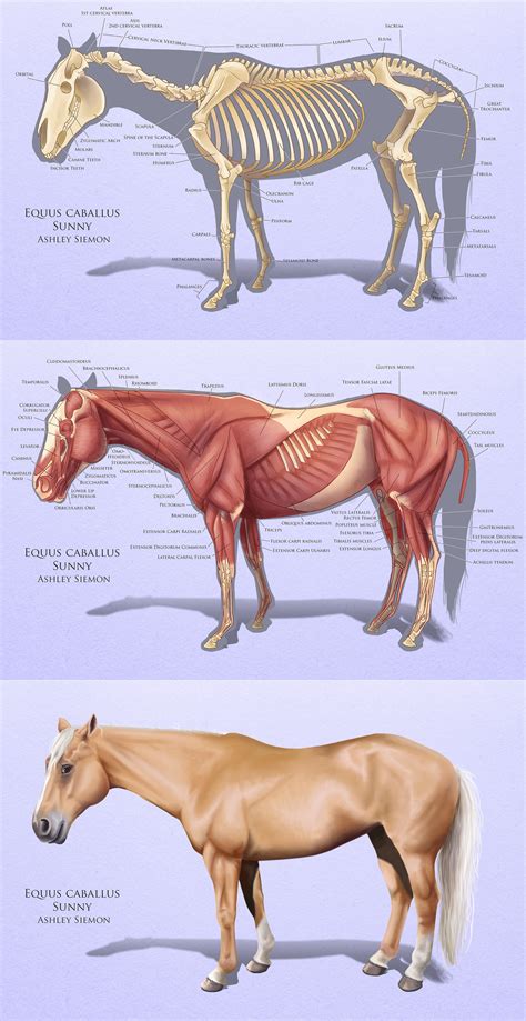 Horse Anatomy Diagram For Kids