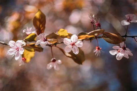 Almond blossom - floralwallpaper.co.uk