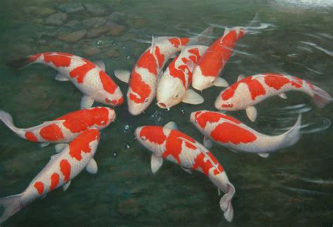 gambar ikan koi keren perumperindocoid