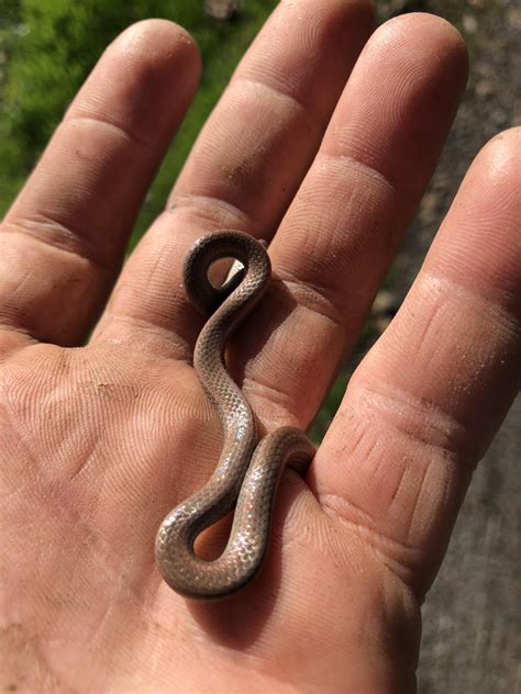 Found this baby snake under a rock in Sonoma, California. What is